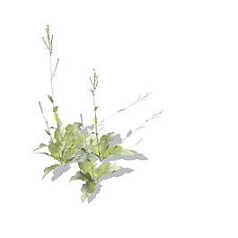 植物花草裝飾素材室內裝飾用品素材3d模型素材 12
