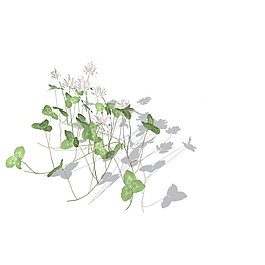 植物花草裝飾素材室內(nèi)裝飾用品素材花草3d模型下載 14