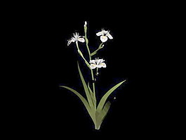植物花草裝飾素材室內(nèi)裝飾用品素材3d模型素材 76