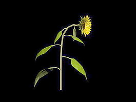 植物花草裝飾素材室內裝飾用品素材室內裝飾素材 58