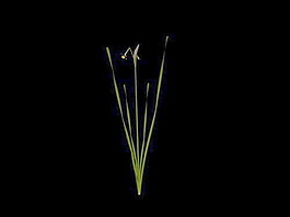植物花草裝飾素材室內裝飾用品素材室內裝飾素材 74