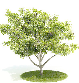 植物國(guó)外精品裝飾素材免費(fèi)下載3d裝修素材 21