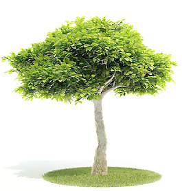 植物國外精品裝飾素材免費下載3d裝修素材 29