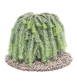 植物國(guó)外精品裝飾素材免費(fèi)下載國(guó)外3d模型 37