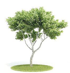 植物國(guó)外精品裝飾素材免費(fèi)下載國(guó)外3d模型 41