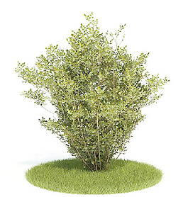 植物國外精品裝飾素材免費下載3d裝修素材 45