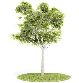 植物國外精品裝飾素材免費(fèi)下載3d裝飾素材 12