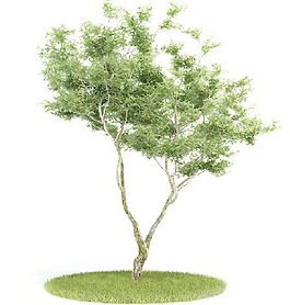 植物國(guó)外精品裝飾素材免費(fèi)下載植物3d模型 49