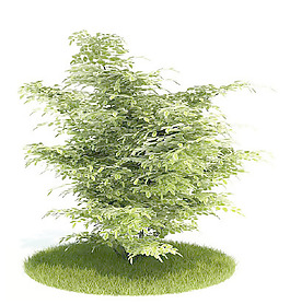 植物國外精品裝飾素材免費(fèi)下載3d裝飾素材 2