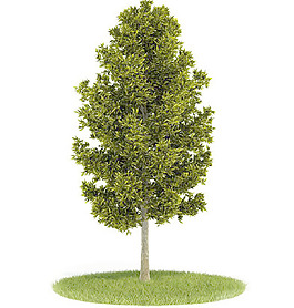植物國(guó)外精品裝飾素材免費(fèi)下載國(guó)外3d模型 53