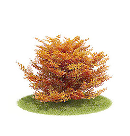 植物國外精品裝飾素材免費(fèi)下載植物3d模型 6