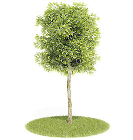 植物國(guó)外精品裝飾素材免費(fèi)下載3d裝修素材 57