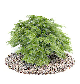 植物國外精品裝飾素材免費(fèi)下載國外3d模型 16