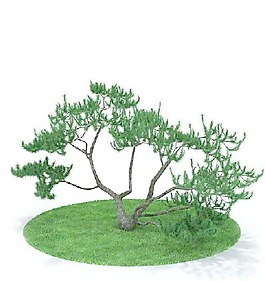 植物國外精品裝飾素材免費下載室內(nèi)裝修模型免費下載 61