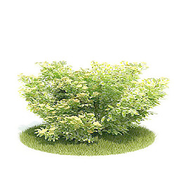 植物國外精品裝飾素材免費下載3d裝修素材 19