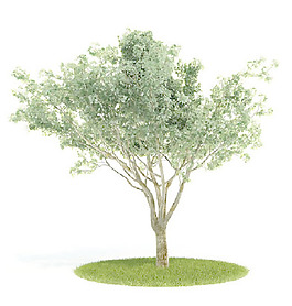 植物國外精品裝飾素材免費(fèi)下載植物3d模型 23