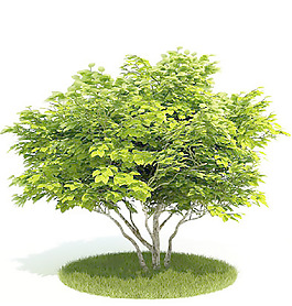 植物國外精品裝飾素材免費下載3d裝飾素材 20