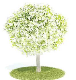 植物國(guó)外精品裝飾素材免費(fèi)下載室內(nèi)裝修模型免費(fèi)下載 24
