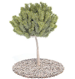 植物國(guó)外精品裝飾素材免費(fèi)下載植物3d模型 35