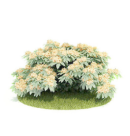 植物國外精品裝飾素材免費(fèi)下載植物3d模型 28