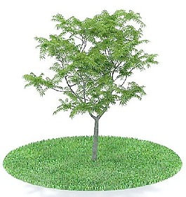 植物國外精品裝飾素材免費(fèi)下載植物3d模型 73
