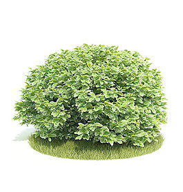 植物國外精品裝飾素材免費下載室內(nèi)裝修模型免費下載 43