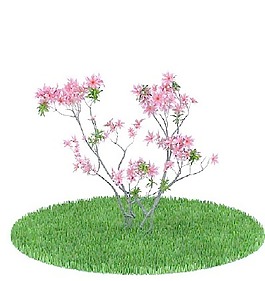 植物國外精品裝飾素材免費(fèi)下載室內(nèi)裝修模型免費(fèi)下載 85