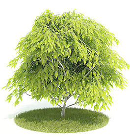 植物國外精品裝飾素材免費下載植物3d模型 22
