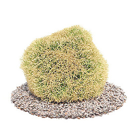 植物國外精品裝飾素材免費(fèi)下載植物3d模型 36