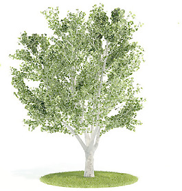 植物國外精品裝飾素材免費(fèi)下載植物3d模型 51