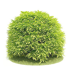 植物國外精品裝飾素材免費下載室內(nèi)裝修模型免費下載 44
