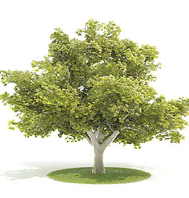 植物國外精品裝飾素材免費(fèi)下載國外3d模型 34
