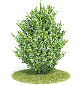 植物國(guó)外精品裝飾素材免費(fèi)下載3d裝修素材 56