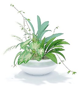 植物國外精品素材裝飾素材免費(fèi)下載裝修素材免費(fèi)下載 19