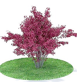 植物國外精品裝飾素材免費(fèi)下載國外3d模型 68