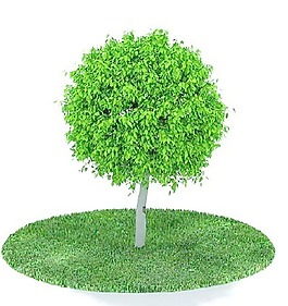 植物國(guó)外精品裝飾素材免費(fèi)下載3d裝飾素材 75