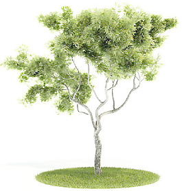 植物國外精品裝飾素材免費(fèi)下載國外3d模型 50