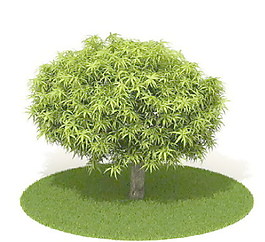 植物國外精品素材裝飾素材免費(fèi)下載裝修素材免費(fèi)下載 35