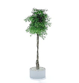 植物國(guó)外精品素材裝飾素材免費(fèi)下載室內(nèi)裝飾素材 10