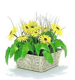 植物國外精品素材裝飾素材免費(fèi)下載植物3d模型 21