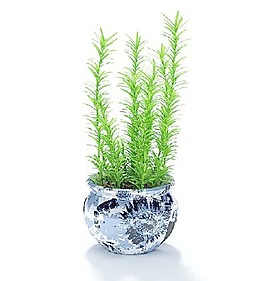植物國外精品素材裝飾素材免費下載室內(nèi)裝飾素材 18