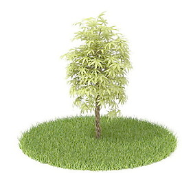植物國外精品素材裝飾素材免費(fèi)下載家居裝修素材 67