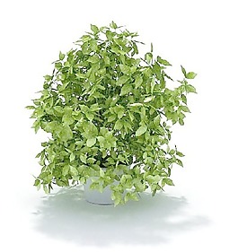 植物國外精品素材裝飾素材免費(fèi)下載裝修素材免費(fèi)下載 12
