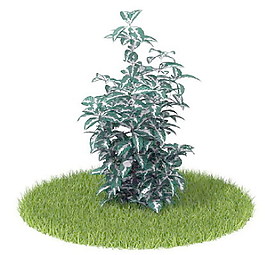 植物國外精品素材裝飾素材免費(fèi)下載國外裝飾素材 75