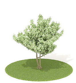 植物國外精品素材裝飾素材免費(fèi)下載家居裝修素材 42