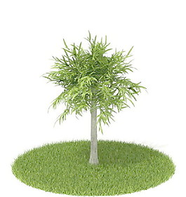 植物國外精品素材裝飾素材免費(fèi)下載國外裝飾素材 57