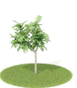 植物國外精品素材裝飾素材免費(fèi)下載植物3d模型 58