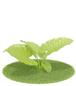 植物國外精品素材裝飾素材免費下載國外裝飾素材 62