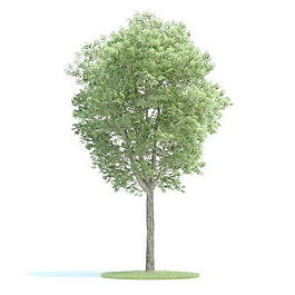 植物國(guó)外精品素材裝飾素材免費(fèi)下載裝修素材免費(fèi)下載 95