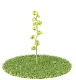 植物國(guó)外精品素材裝飾素材免費(fèi)下載裝修素材免費(fèi)下載 66